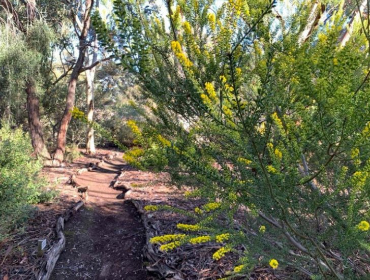 Nangawooka Flora Reserve, Australia
